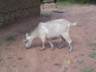 Goats along the path